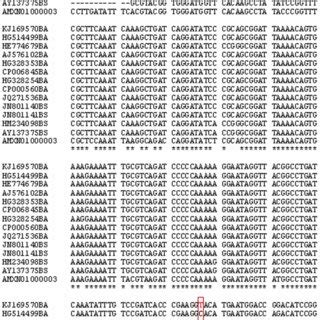Molecular characterization of bmyC gene of the mosquito.